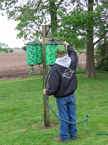 fertilize and water as needed ( tomatos are 85% water and need lots of water and fertilizer to grow